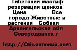 Тибетский мастиф резервация щенков › Цена ­ 100 000 - Все города Животные и растения » Собаки   . Архангельская обл.,Северодвинск г.